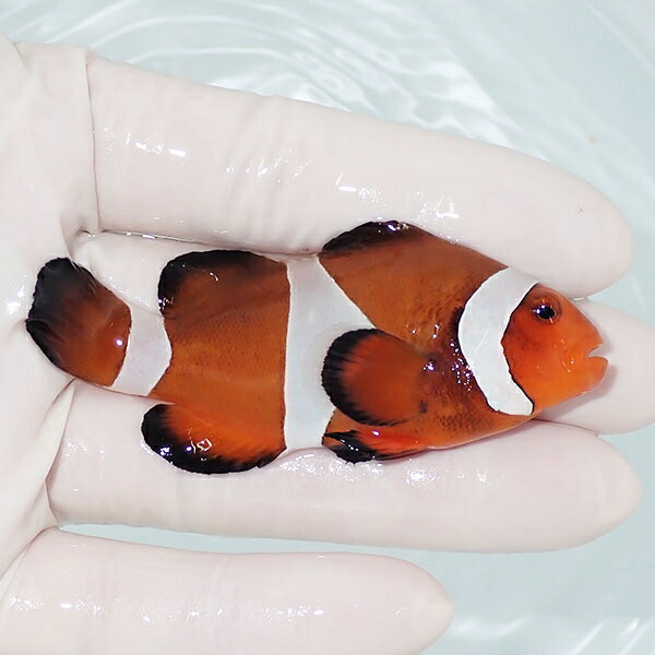 【現物1】カクレクマノミbig 7.5cm± !   wild 海水魚 カクレクマノミ(t111(t207