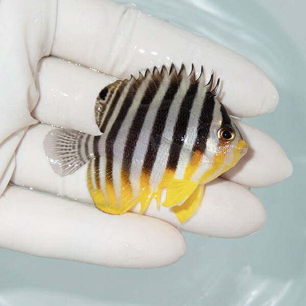 【現物31】シマヤッコ 5.5cm±! 海水魚 生体 15時までのご注文で当日発送(t111(t207
