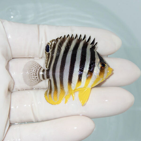 【現物10】シマヤッコ 5cm±! 海水魚 生体 15時までのご注文で当日発送(t111(t207