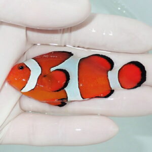 【現物10】カクレクマノミbig 7cm± !wild 海水魚 カクレクマノミ(t111(t207