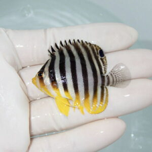 【現物10】シマヤッコ 5cm±! 海水魚 生体 15時までのご注文で当日発送(t111(t207