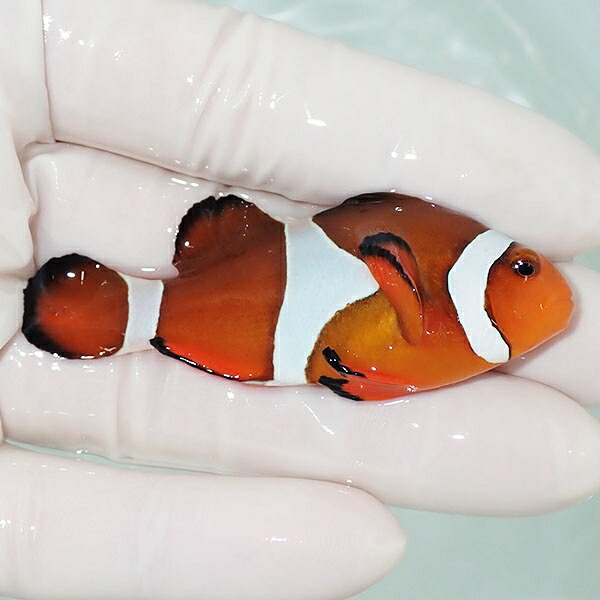 【現物11】カクレクマノミbig 6.5cm± ! wild 海水魚 カクレクマノミ(t111(t207