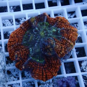 【サンゴ現物11】★ハナガタサンゴ !15時までのご注文で当日発送(t134