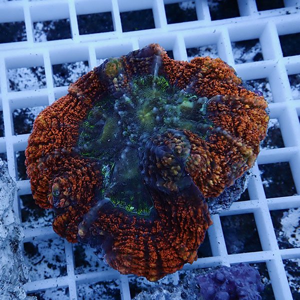 【サンゴ現物11】★ハナガタサンゴ !15時までのご注文で当日発送(t134