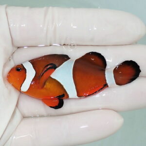 【現物11】カクレクマノミbig 6.5cm± ! wild 海水魚 カクレクマノミ(t111(t207