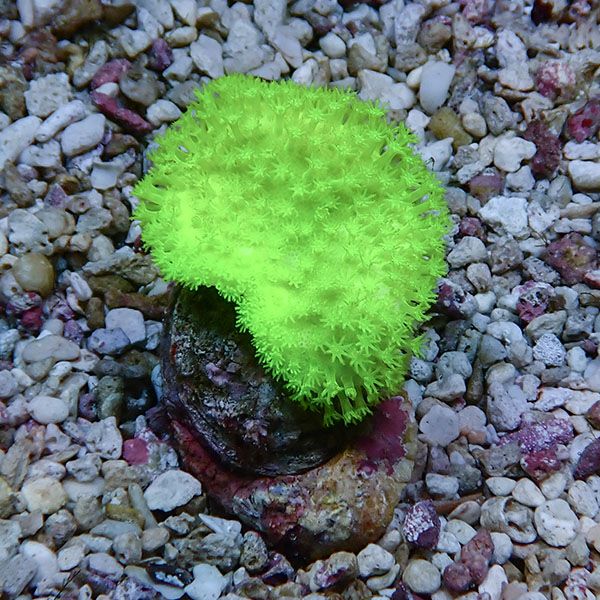【サンゴ現物11】ウミキノコ メタリックグリーン 4-4cm!15時までのご注文で当日発送 【サンゴ】(t147