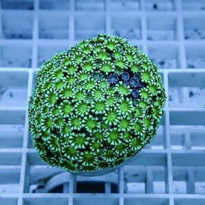 【サンゴ現物11】アワサンゴ! 15時までのご注文で当日発送 【サンゴ】(t221