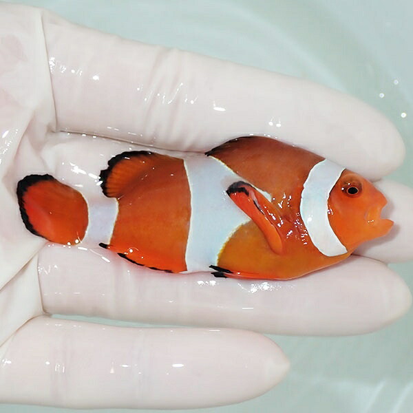 【現物12】カクレクマノミbig 7.5cm± !  wild 海水魚 カクレクマノミ(t111(t207