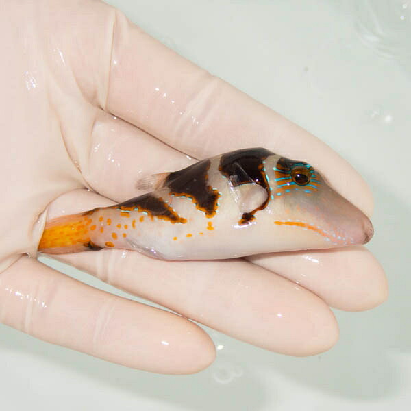 【現物】ハナキンチャクフグ 8cm± ! 海水魚 フグ 15時までのご注文で当日発送