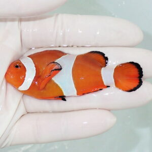 【現物12】カクレクマノミbig 7.5cm± !  wild 海水魚 カクレクマノミ(t111(t207