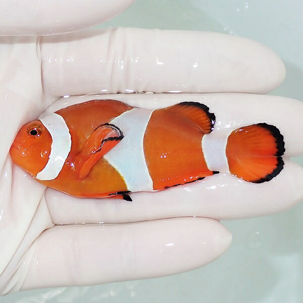 【現物12】カクレクマノミbig 7.5cm± !  wild 海水魚 カクレクマノミ(t111(t207