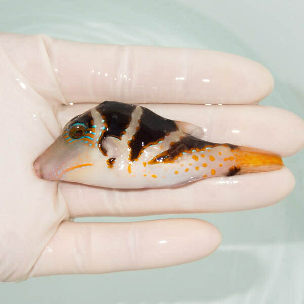 【現物】ハナキンチャクフグ 8cm± ! 海水魚 フグ 15時までのご注文で当日発送