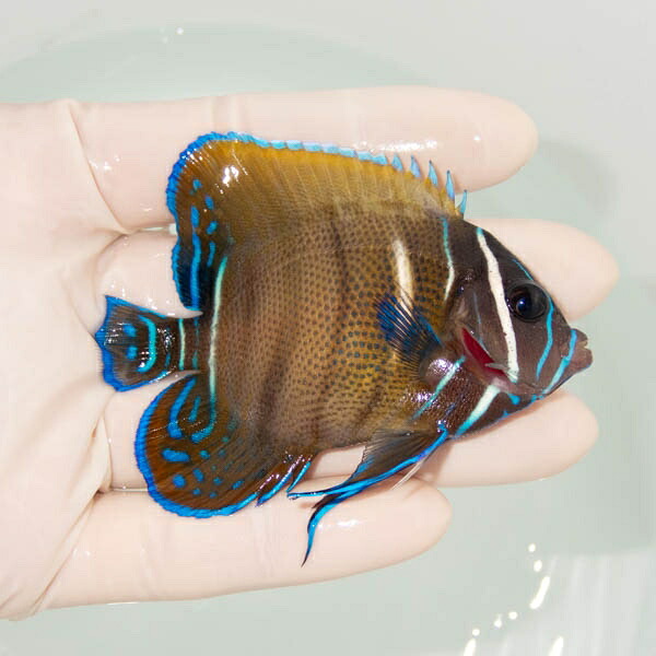 【現物1】ロクセンヤッコ 8cm±  !海水魚 生体 15時までのご注文で当日発送(t111(t207