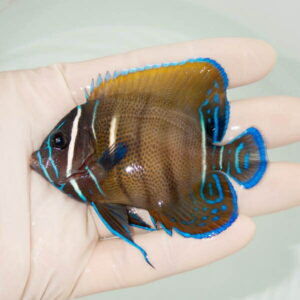 【現物1】ロクセンヤッコ 8cm±  !海水魚 生体 15時までのご注文で当日発送(t111(t207