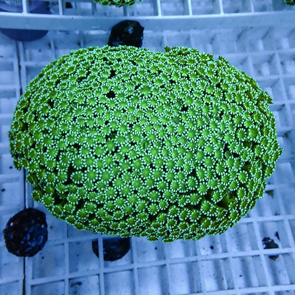 【サンゴ現物13】アワサンゴ! 15時までのご注文で当日発送 【サンゴ】(t221