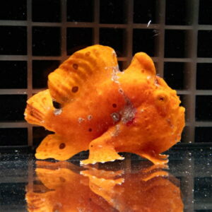 【現物15】イロカエルアンコウ 7.5cm± ! 海水魚 アンコウ 15時までのご注文で当日発送(t111(t207