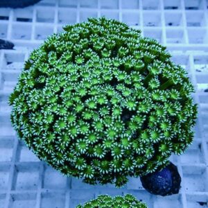 【サンゴ現物15】アワサンゴ! 15時までのご注文で当日発送 【サンゴ】(t221