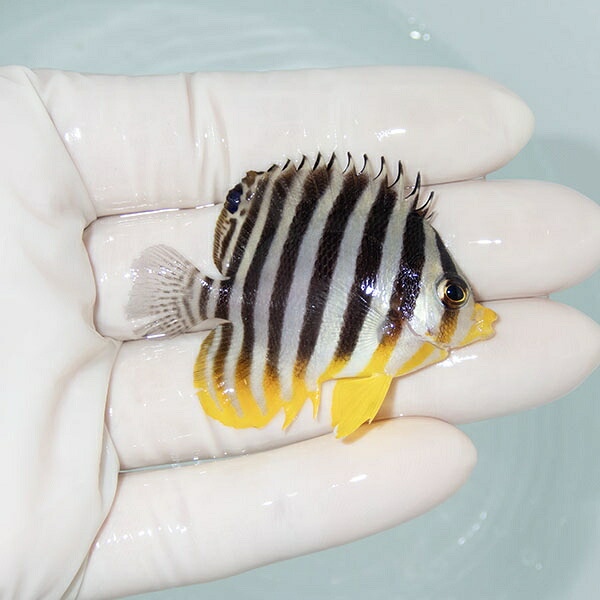 【現物16】シマヤッコ 5.5cm±! 海水魚 生体 15時までのご注文で当日発送(t111(t207