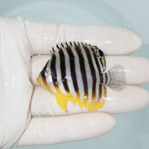【現物16】シマヤッコ 5.5cm±! 海水魚 生体 15時までのご注文で当日発送(t111(t207