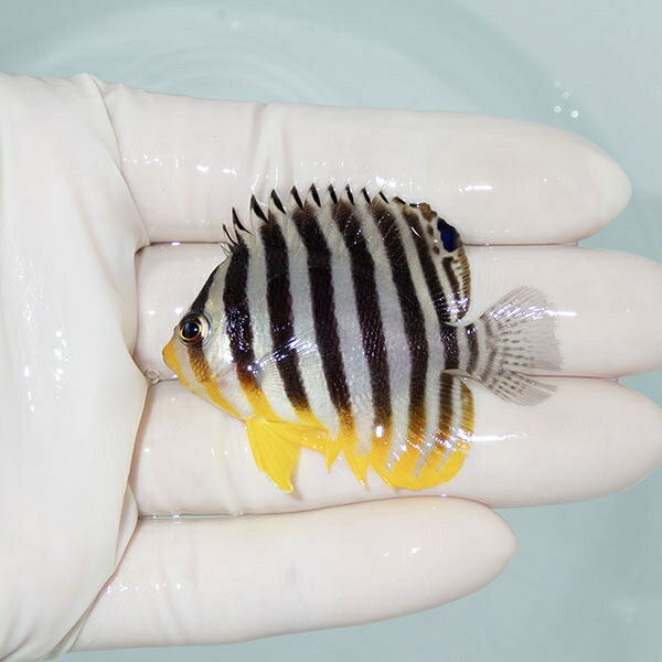 【現物16】シマヤッコ 5.5cm±! 海水魚 生体 15時までのご注文で当日発送(t111(t207