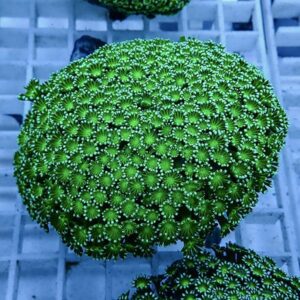 【サンゴ現物17】アワサンゴ! 15時までのご注文で当日発送 【サンゴ】
