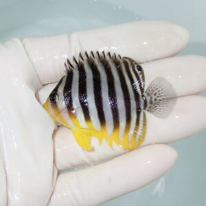 【現物17】シマヤッコ 5.5cm±! 海水魚 生体 15時までのご注文で当日発送(t111(t207