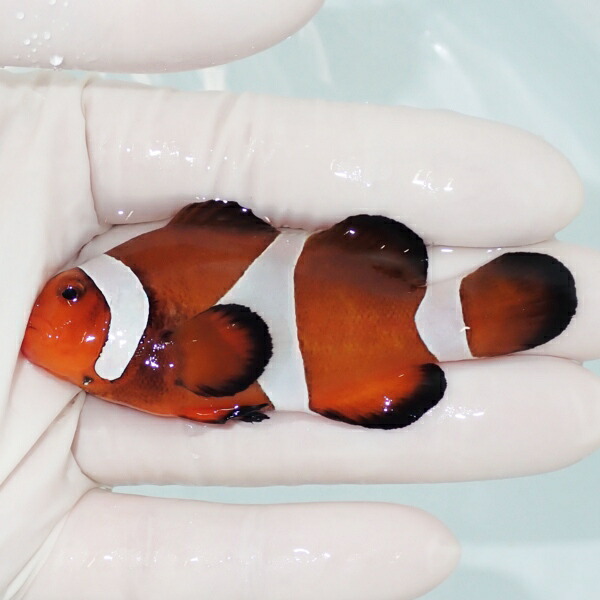 【現物1】カクレクマノミbig 7.5cm± !   wild 海水魚 カクレクマノミ(t111(t207