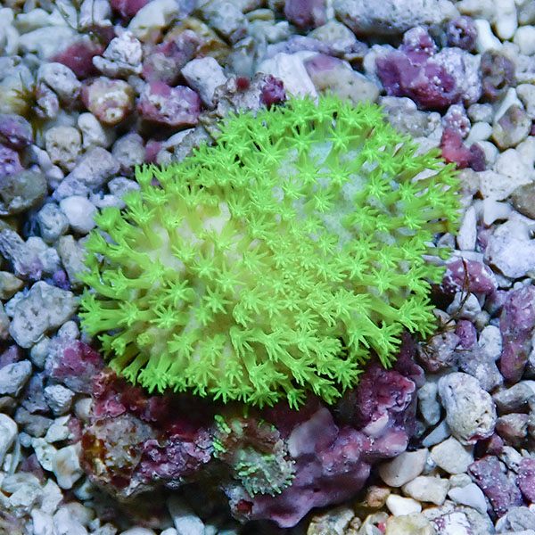 【サンゴ現物8】ウミキノコ メタリックグリーン 4-3cm!15時までのご注文で当日発送 【サンゴ】(t147