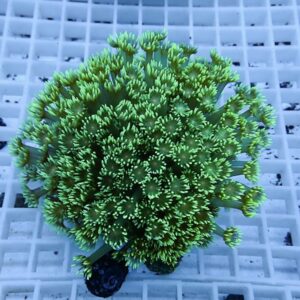 1_2607221700r - AQUAGIFT 用品ショップ