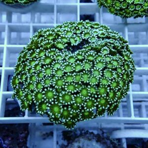 【サンゴ現物1】アワサンゴ! 15時までのご注文で当日発送 【サンゴ】(t221