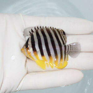 【現物31】シマヤッコ 5.5cm±! 海水魚 生体 15時までのご注文で当日発送(t111(t207