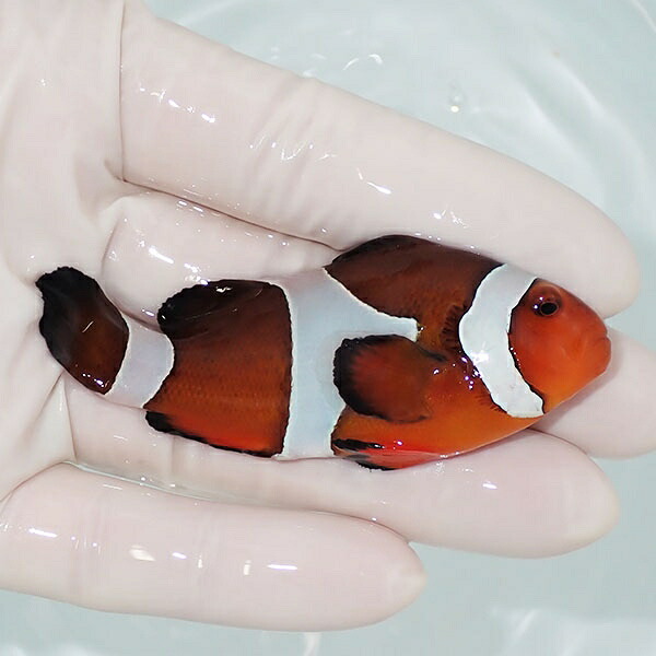 【現物2】カクレクマノミbig 7.8cm± !  wild 海水魚 カクレクマノミ(t111(t207