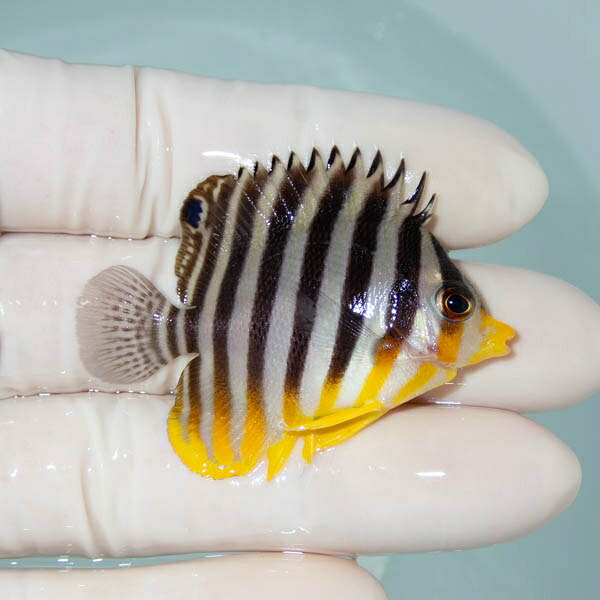 【現物21】シマヤッコ 5cm±! 海水魚 生体 15時までのご注文で当日発送(t111(t207