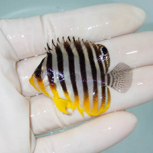 【現物21】シマヤッコ 5cm±! 海水魚 生体 15時までのご注文で当日発送(t111(t207