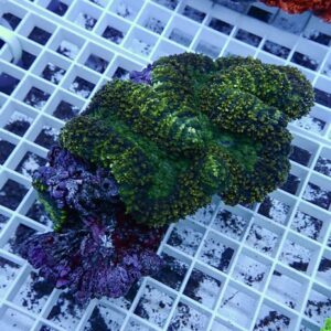 【サンゴ現物23】★ハナガタサンゴ !15時までのご注文で当日発送(t134