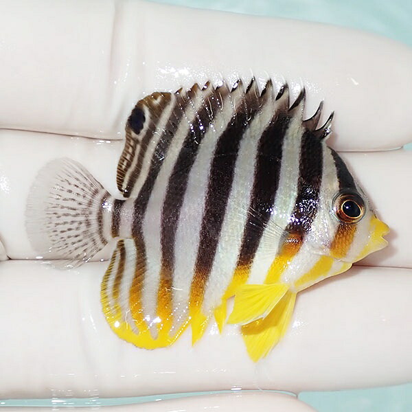 【現物24】シマヤッコ 5cm±! 海水魚 生体 15時までのご注文で当日発送(t111(t207