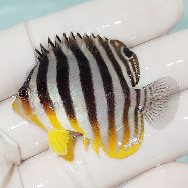 【現物24】シマヤッコ 5cm±! 海水魚 生体 15時までのご注文で当日発送(t111(t207
