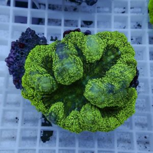 【サンゴ現物2】★ハナガタサンゴ!15時までのご注文で当日発送(t134