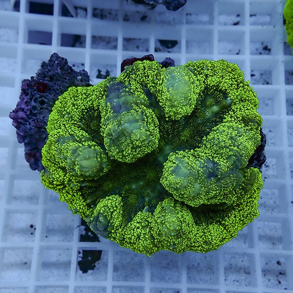【サンゴ現物2】★ハナガタサンゴ!15時までのご注文で当日発送(t134