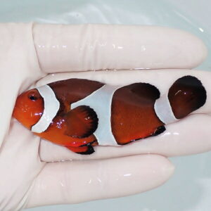 【現物2】カクレクマノミbig 7.8cm± !  wild 海水魚 カクレクマノミ(t111(t207