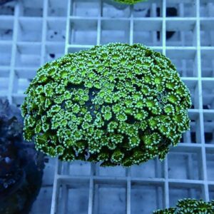 【サンゴ現物2】アワサンゴ! 15時までのご注文で当日発送 【サンゴ】
