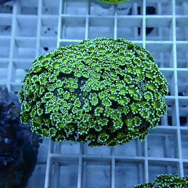 【サンゴ現物2】アワサンゴ! 15時までのご注文で当日発送 【サンゴ】