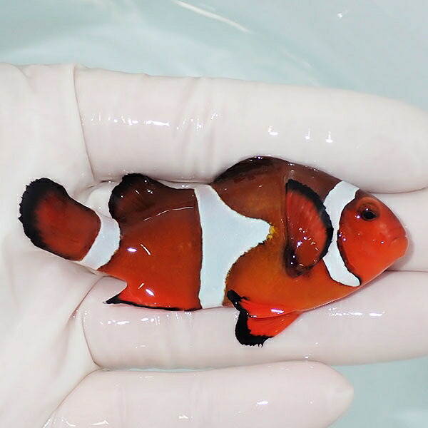 【現物3】カクレクマノミbig 7.5cm± !   wild 海水魚 カクレクマノミ(t111(t207