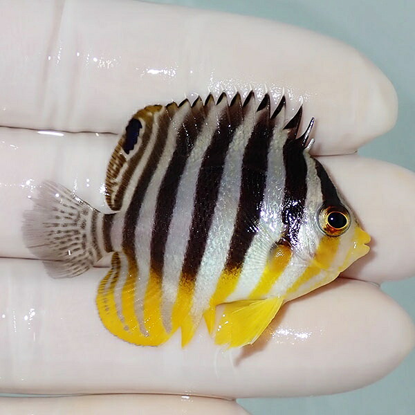 【現物51】シマヤッコ 5cm±! 海水魚 生体 15時までのご注文で当日発送(t111(t207
