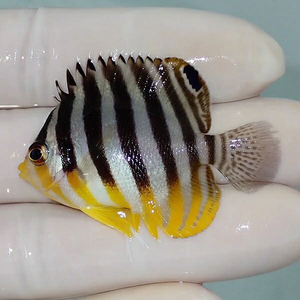 【現物51】シマヤッコ 5cm±! 海水魚 生体 15時までのご注文で当日発送(t111(t207