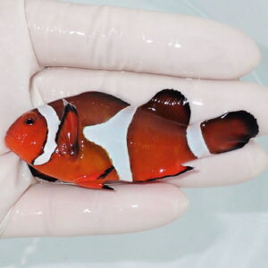【現物3】カクレクマノミbig 7.5cm± !   wild 海水魚 カクレクマノミ(t111(t207