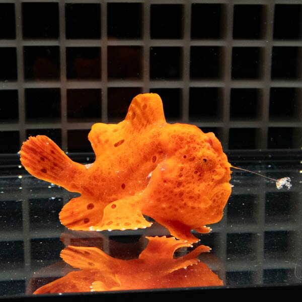 【現物3】イロカエルアンコウ 6cm! 海水魚 アンコウ 15時までのご注文で当日発送(t126(t207