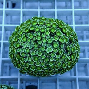 【サンゴ現物3】アワサンゴ! 15時までのご注文で当日発送 【サンゴ】