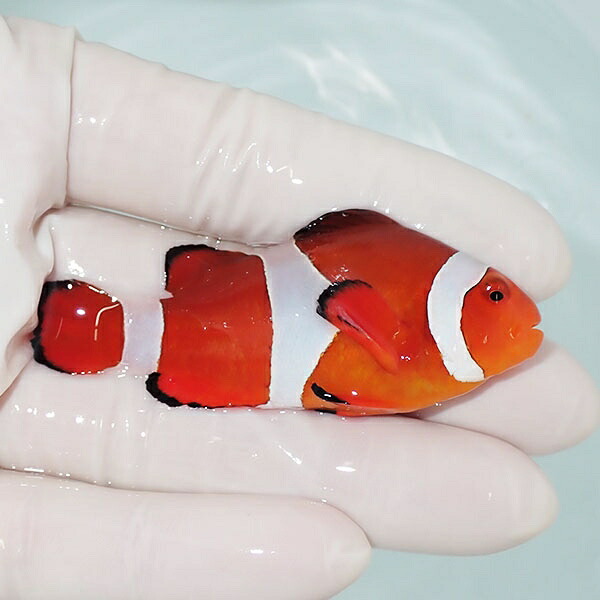【現物4】カクレクマノミbig 7cm! wild 海水魚 カクレクマノミ(t111(t207