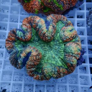 【サンゴ現物4】★ハナガタサンゴ !15時までのご注文で当日発送(t134